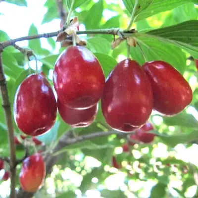 Кизил ЛУКЬЯНОВСКИЙ в Волжском