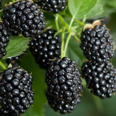 Ежевика ЧЕРНАЯ МАГИЯ ремонтантная в Волжском