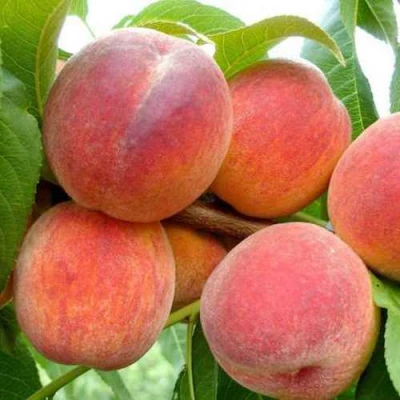 Персик ФЛЕМИНГ ФЬЮРИ в Волжском