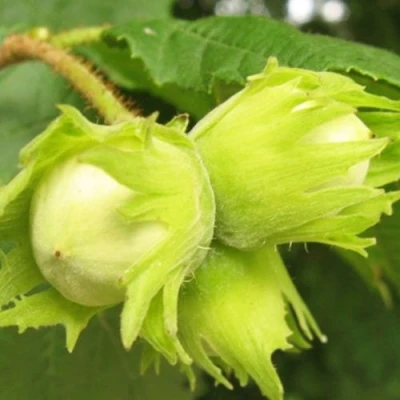 Фундук КАТАЛОНСКИЙ в Волжском