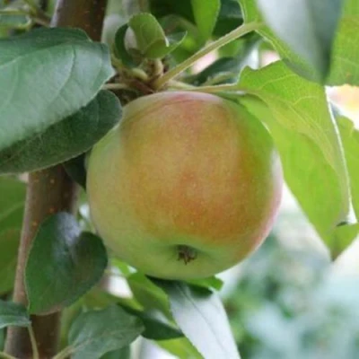 Яблоня ПОДСНЕЖНИК стелющаяся в Волжском