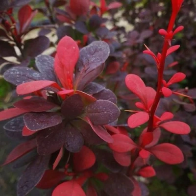 Барбарис РЕД ПИЛЛАР тунберга в Волжском