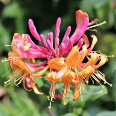 Жимолость ГЕКРОТА в Волжском