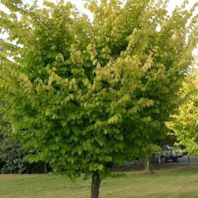 Вяз обыкновенный в Волжском