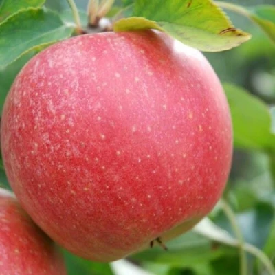 Яблоня ЧЕМПИОН в Волжском