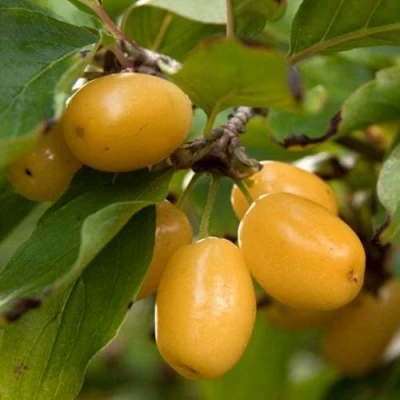 Кизил ЯНТАРНЫЙ в Волжском