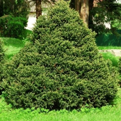 Ель ОЛЕНДОРФИ обыкновенная в Волжском