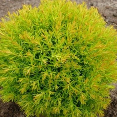 Туя АННИЕК западная в Волжском