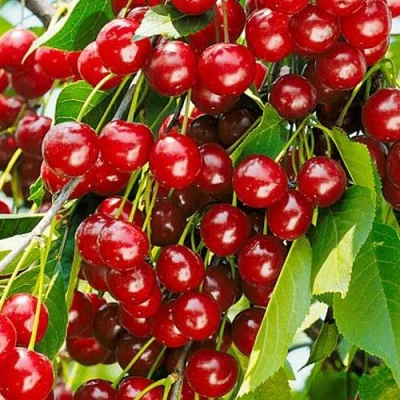 Вишня БРУСНИЦЫНА степная в Волжском