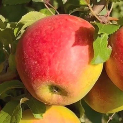 Яблоня САКАВИТА в Волжском