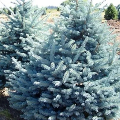 Ель ГЛАУКА колючая в Волжском