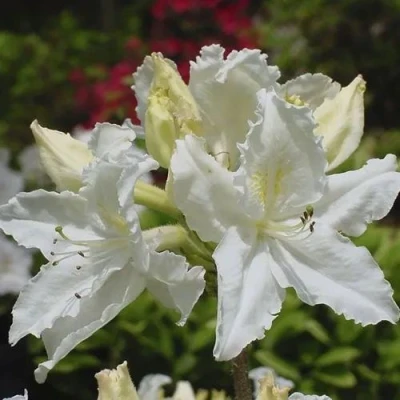 Азалия ОКСИДОЛ листопадная в Волжском