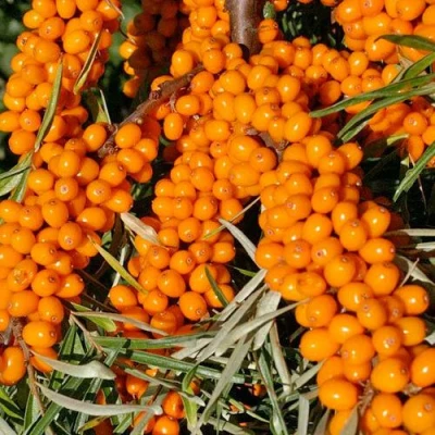 Облепиха ЕЛИЗАВЕТА в Волжском