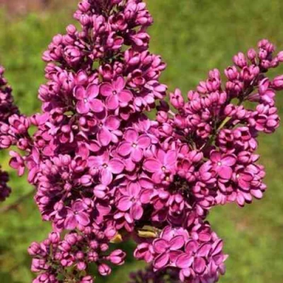 Сирень ЗНАМЯ ЛЕНИНА в Волжском