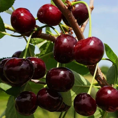 Вишня РОВЕСНИЦА в Волжском