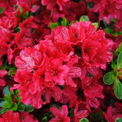 Азалия ХИНО КРИМСОН японская в Волжском