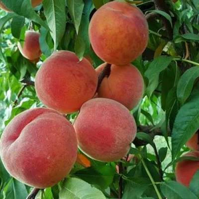 Персик САНКРЕСТ в Волжском