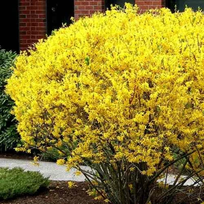 Форзиция ЛИНВУД в Волжском