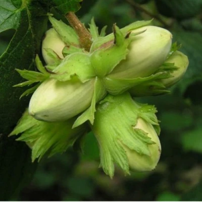 Фундук ТАМБОВСКИЙ ПОЗДНИЙ в Волжском