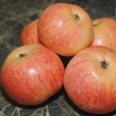 Яблоня КОНФЕТНОЕ в Волжском