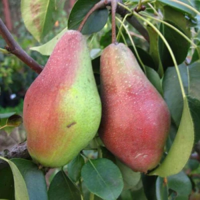 саженцы груши Яковлевская