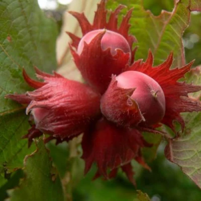 Фундук МОСКОВСКИЙ РУБИН в Волжском