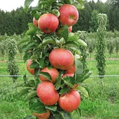 Яблоня ЯНТАРНОЕ ОЖЕРЕЛЬЕ колонновидная в Волжском