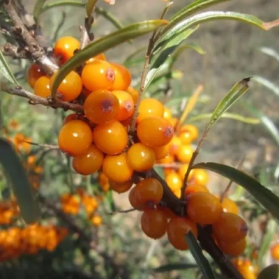 Облепиха СУДАРУШКА в Волжском