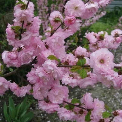 Миндаль ТРЁХЛОПАСТНЫЙ (луизеания) в Волжском