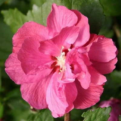 Гибискус ДЮК ДЕ БРАБАНТ сирийский  в Волжском