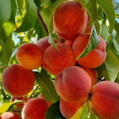 Персик ПОСОЛ МИРА в Волжском