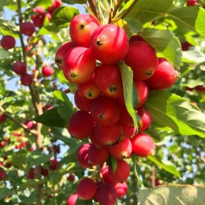 Яблоня КИТАЙКА ДОЛГО декоративная в Волжском