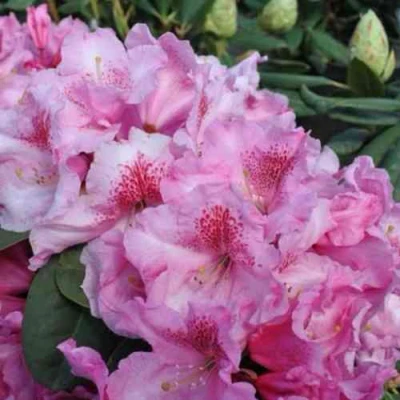 Рододендрон КЛАУДИУС в Волжском