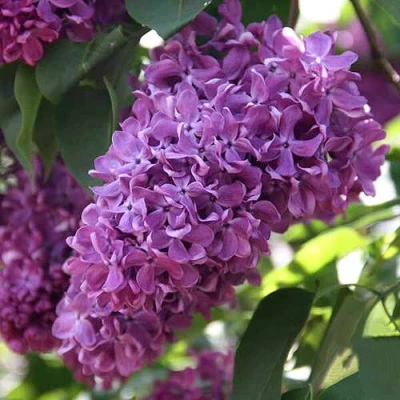 Сирень КАПИТАН ГАСТЕЛЛО в Волжском