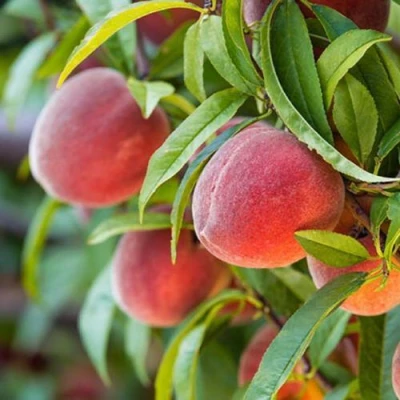 Персик РЭД ХЕВЕН в Волжском