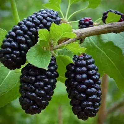 Шелковица плакучая в Волжском