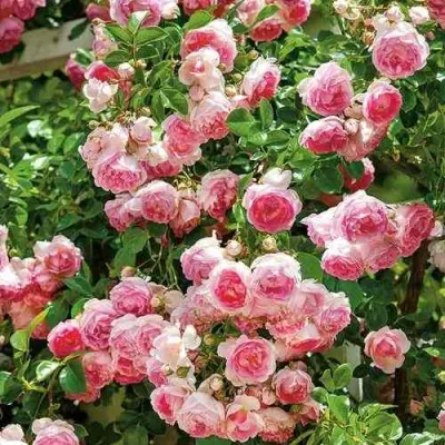 Роза ЖАСМИНА плетистая в Волжском