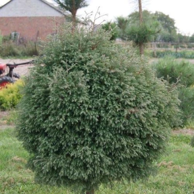 Туя вересковидная в Волжском