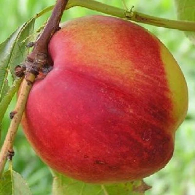 Нектарин СТАРК РЕД ГОЛД в Волжском