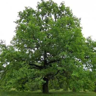 Дуб черешчатый  в Волжском