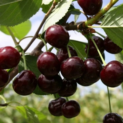 Вишня СВЕРДЛОВЧАНКА степная в Волжском