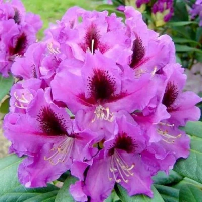 Рододендрон РАСПУТИН в Волжском