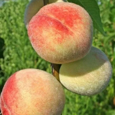 Персик ДОНЕЦКИЙ БЕЛЫЙ в Волжском