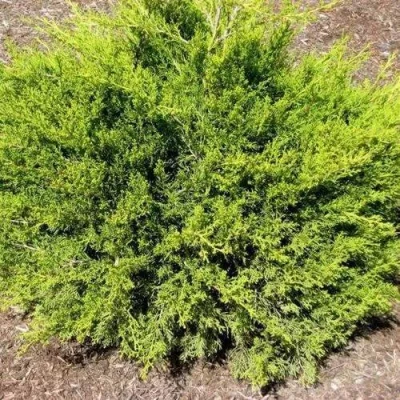 Можжевельник ИЗАБЕЛИН китайский в Волжском