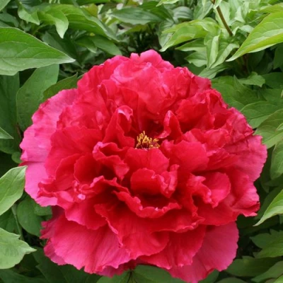 Пион АРОМАТНОЕ ВОСПОМИНАНИЕ древовидный в Волжском