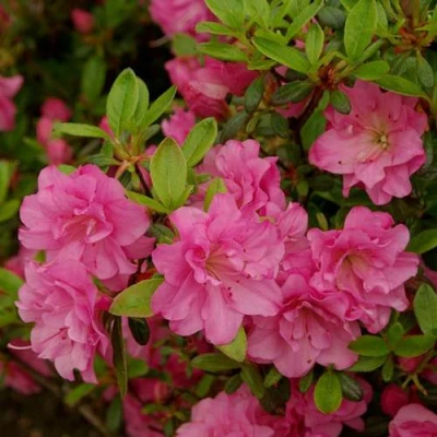 Азалия РОЗИНЕТТА японская в Волжском