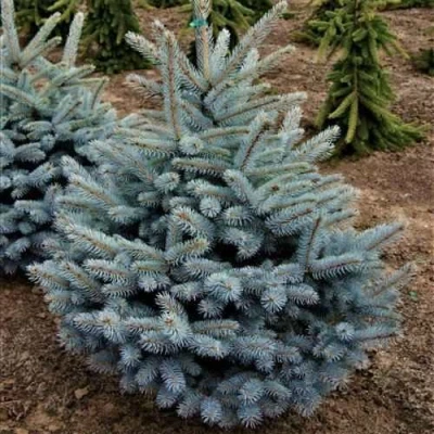 Ель МИСТИ БЛЮ голубая в Волжском