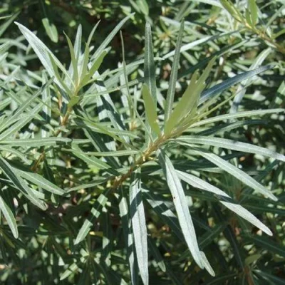 Облепиха ЛОРД (МУЖСКАЯ) в Волжском