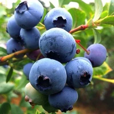 Голубика ДЮК в Волжском