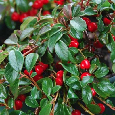 Кизильник Даммера в Волжском